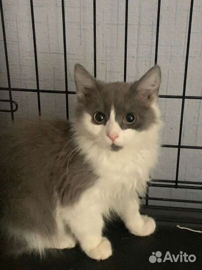 Молодые котики в добрые руки