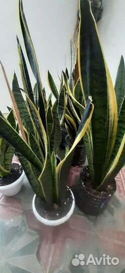 Сансивиерии разные сорта