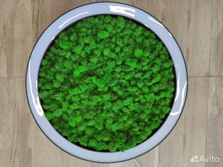 Люстра LED кольцевая потолочная со мхом Ягель