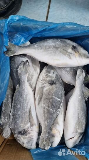 10 Рыба и Морепродукты. Доставка. Розница