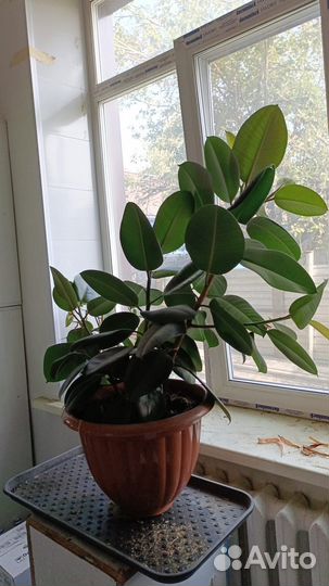 Гранатовое дерево