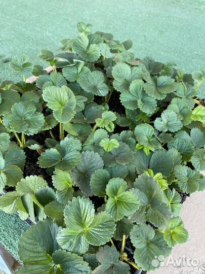 Рассада клубники,саженцы клубники,стаканы,кассеты