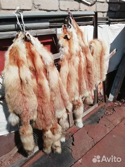 Шкуры лисы