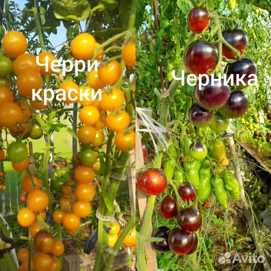 Продам семена томатов, перцев,баклажанов,тыквы