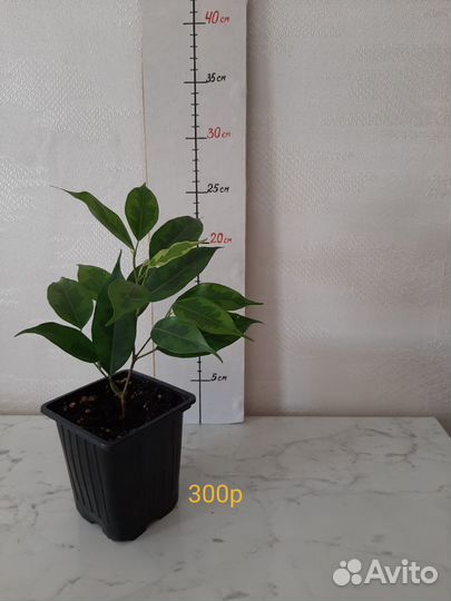 Фикус. Комнатные растения