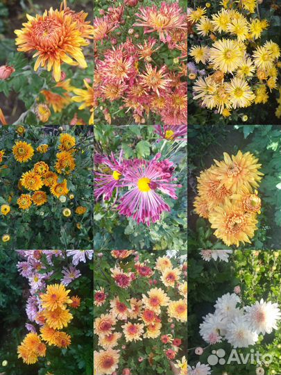 Наборы хризантем