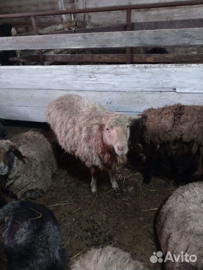 Овцы на разведение и бараны на мясо