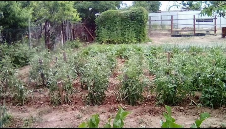 Участок 6,2 сот. (СНТ, ДНП)