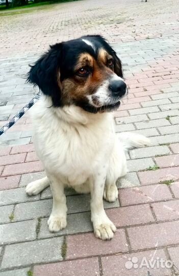 Собака Мартин ищет дом