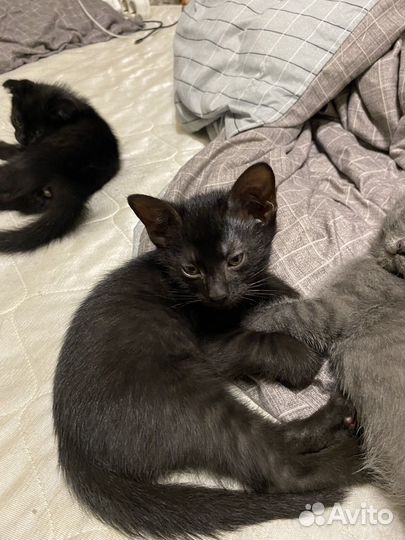 Котята бесплатно