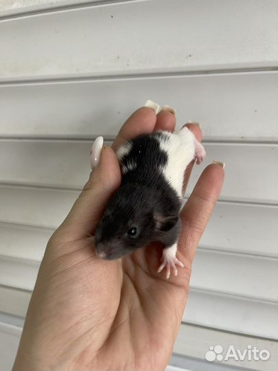 Крысята дамбо