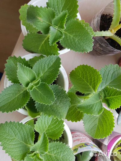 Комнатная мята