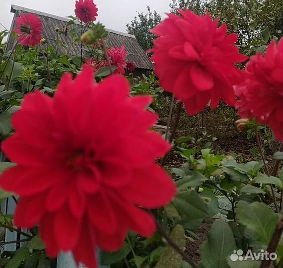 Георгины клубни