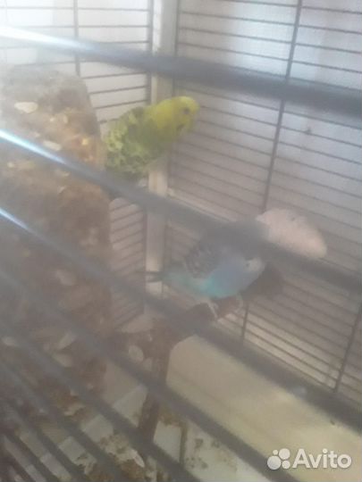 Волнистые попугаи в дар