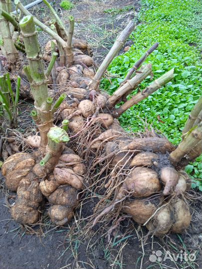 Георгины клубни