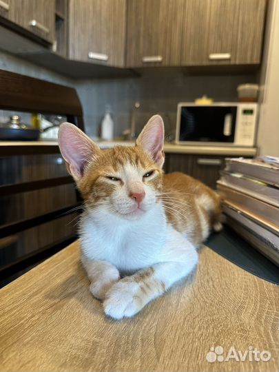 Котик в добрые руки 4 мес