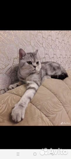 Шотландская вислоухая