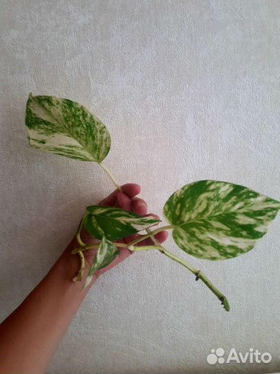 Сциндапсус,эпипремнум,бегония,сигнониум