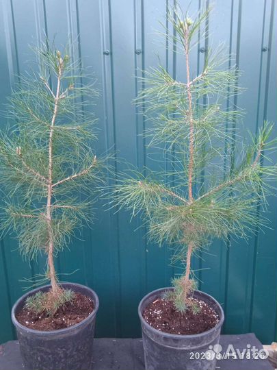 Сосна Станкевича, Судакская