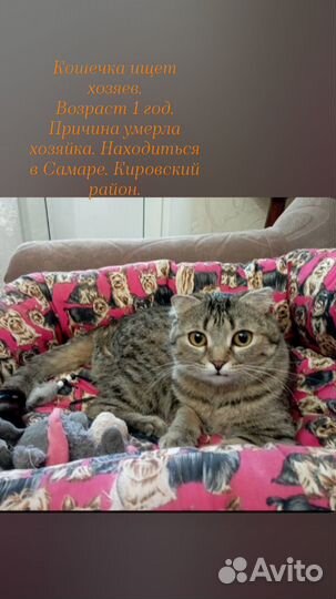 Кошка в дар