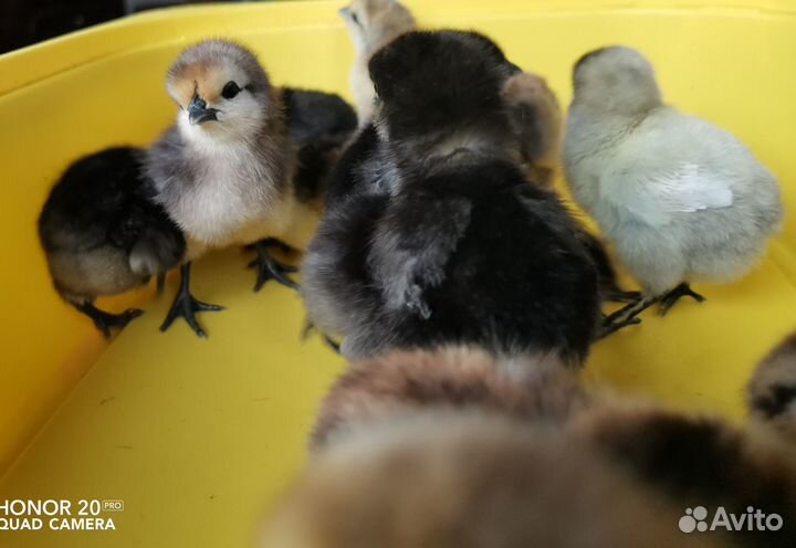 Яйцо цыпленок Лакеданзи Люйкеданьцзи