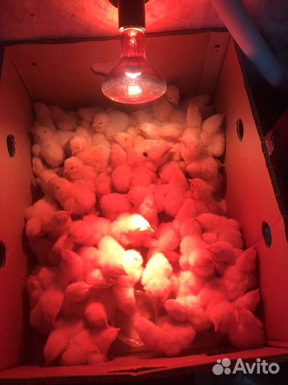 Броллер суточный Кобб500