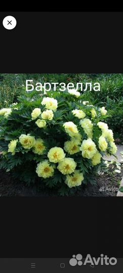 Жёлтый пион Бартзелла в наличии