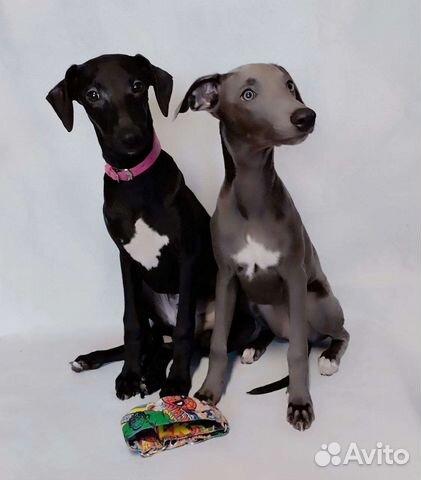 Щенки уиппета