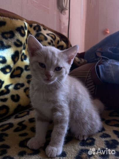 Рыжий котик