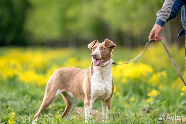 Собака в добрые руки отдам бесплатно