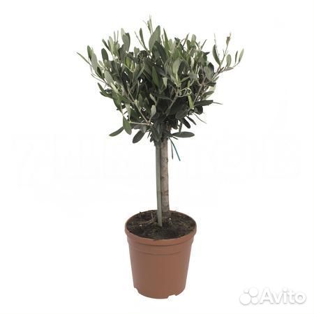 Горшечные растения