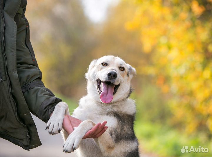 Собака Форд