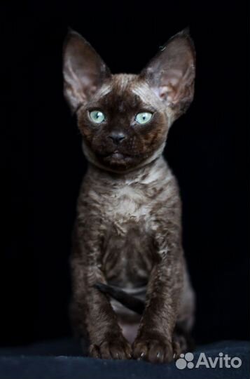 Котята девон-рекс