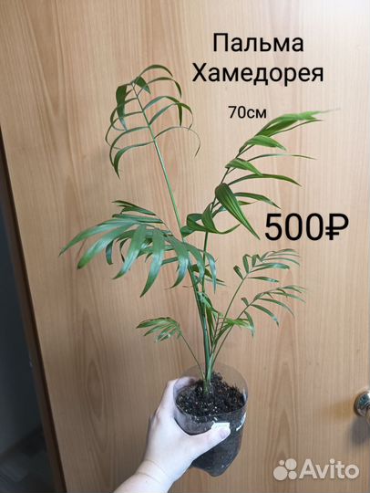Пальма Хамедорея