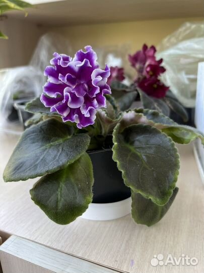 Фиалки цветущие в горшке