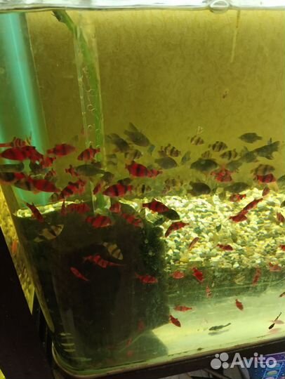 Аквариумные рыбки