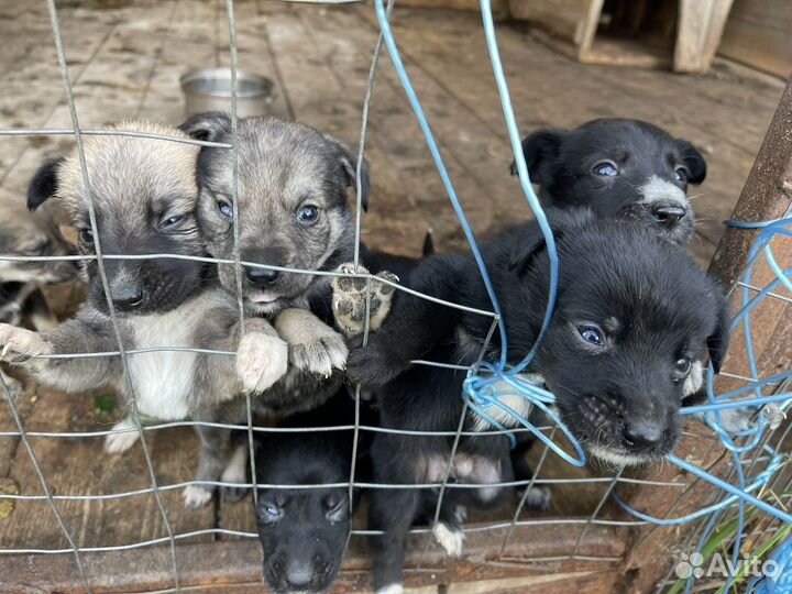 Щенки