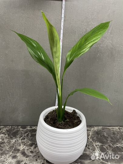 Спатифиллум, женское счастье