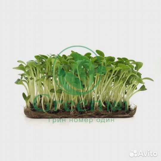 Качественная микрозелень