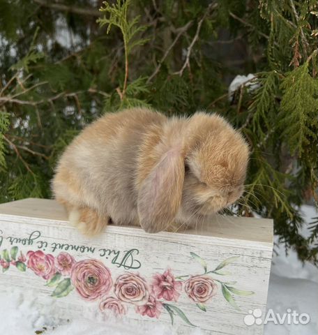 Карликовые кролики- Минилоп объявление продам