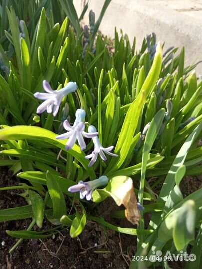 Гиацинт дикий