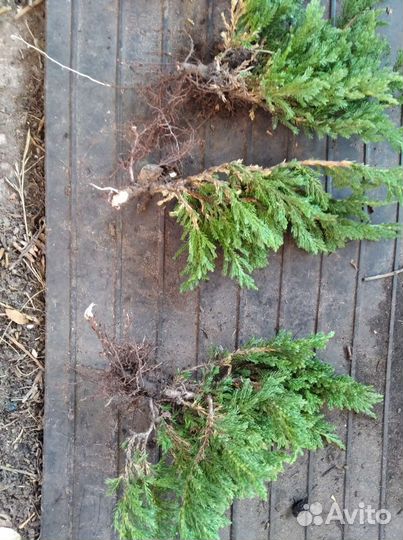 Можжевельник горизонтальный