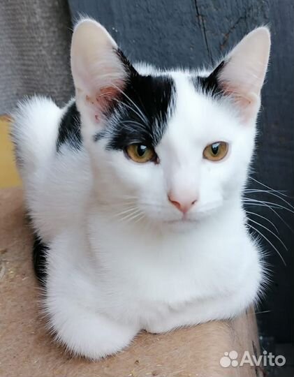 Котенок мальчик в добрые руки