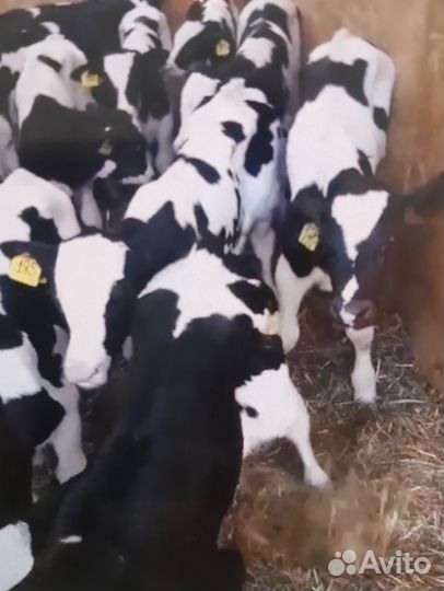 Телята бычки