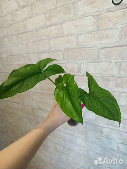 Сингониум моттлед