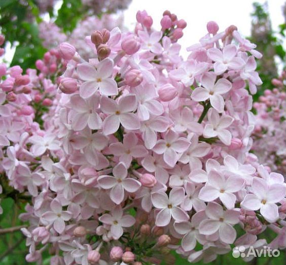 Сирень сортовая