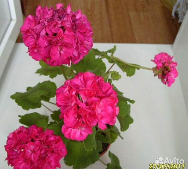 Укорененные черенки зональной, плющелистной пеларг
