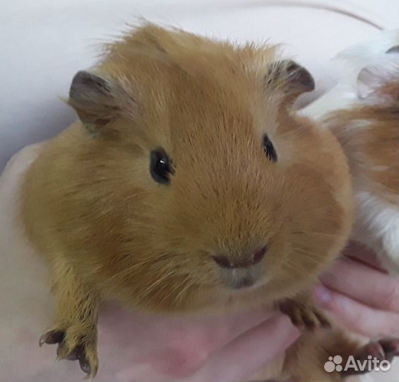 Морская свинка вязка