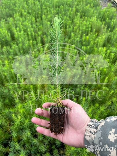 Предзаказ Лиственница Сибирская зкс сеянцы