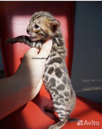 Бенгальские котята